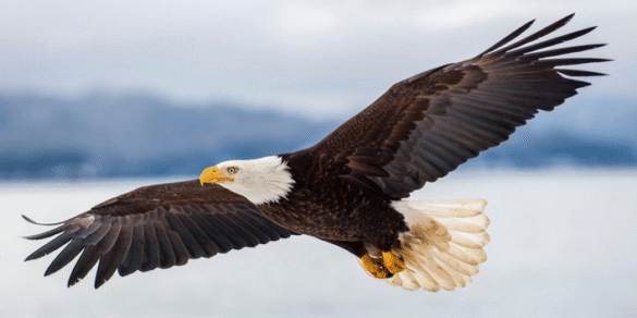 Ein Adler, der sich in die Lüfte schwingt, ein Symbol von Freiheit und Überblick.