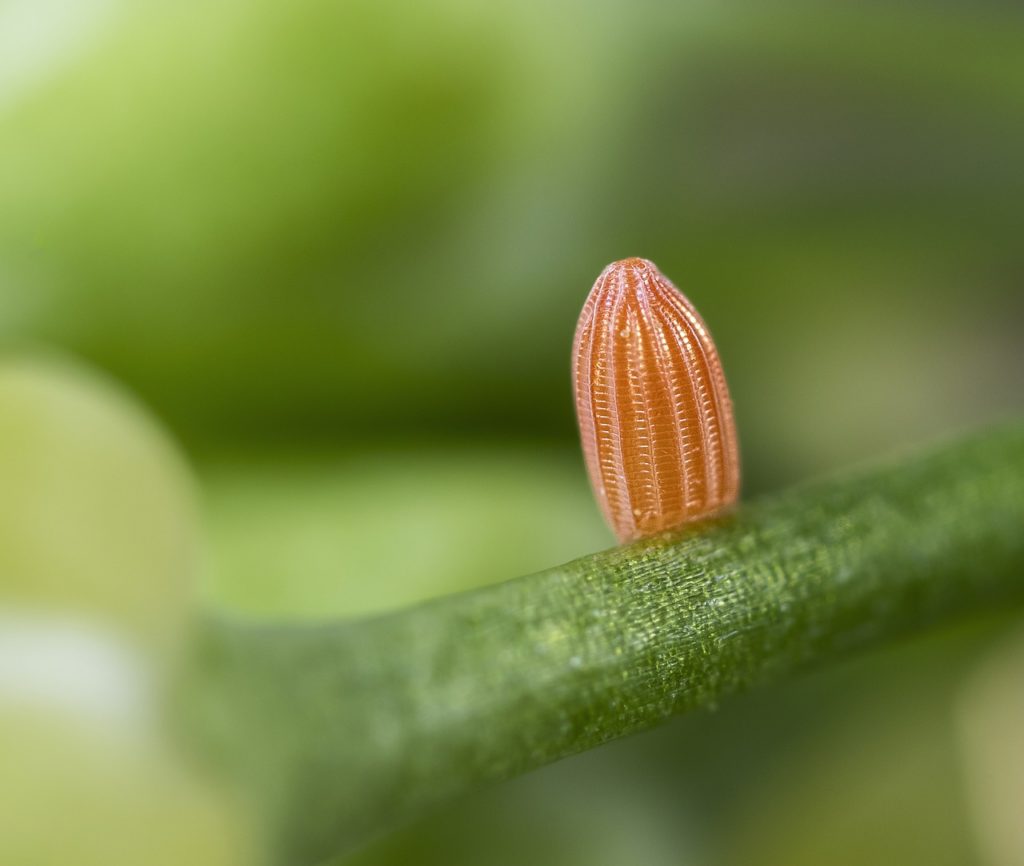 The egg of a butterfly