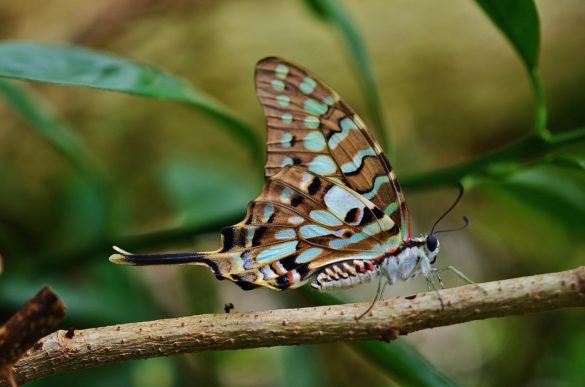 Ein Schmetterling - Wunder der Natur. Er sitzt auf einem Ast und hat eine schöne, mehrfarbige Struktur. Die Grundfarbe ist braun, mit Streifen in grün und einigen schwarzen und roten Flecken. Sehr strukturiert aufgebaut.
